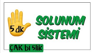 5 dkda Solunum Sistemi  Çak Bi 5lik [upl. by Manuela431]