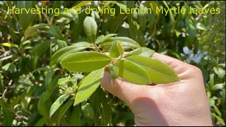 Harvesting and Drying Lemon Myrtle leaves HD 720p [upl. by Alaekim]