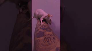 Hairless Rat petrat rat rodent mice pet cutepet viral capybara india [upl. by Jaddo438]