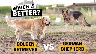 Golden Retriever vs German Shepherd  Which one should you get [upl. by Atikihc]