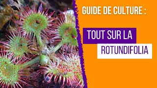 Guide complet de culture des Drosera rotundifolia  Pour des Plantes Carnivores en Pleine Santé [upl. by Ahseiat849]