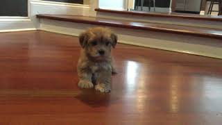 Meet Jackson Our Teacup Morkie Puppy [upl. by Eladnek]