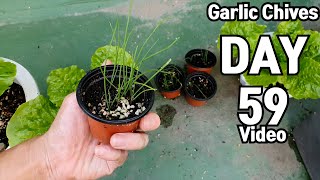 화분에 부추씨앗 키우기  How to Grow Garlic Chives from Seeds in 59 days [upl. by Pestana]