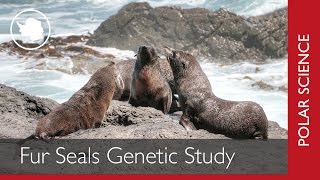 Genetic Study on Antarctic Fur Seals [upl. by Yekram35]