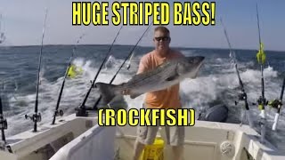 Spring Rockfish HUGE STRIPED BASS Chesapeake Bay [upl. by Sixele]