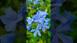 Plumbago auriculata flowers 🌻gardening motivation flowers motivational [upl. by Korwun]