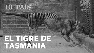 Así fue el tigre de Tasmania  Ciencia [upl. by Eicirtap]