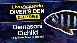 LiveAquaria® Diver’s Den® Deep Dive Demasoni Cichlid Pseudotropheus demasoni [upl. by Canty]