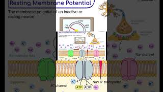 resting membrane potential is potential difference between both sides of membrane see detailed video [upl. by Johnna642]