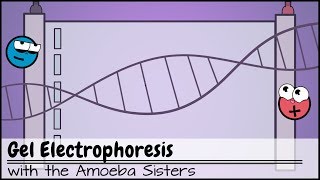 Gel Electrophoresis [upl. by Ecirtram]