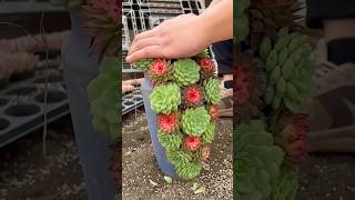 Succulent DIY ideas 🪴 suculentas 다육이들 多肉植物 plants [upl. by Eenet876]