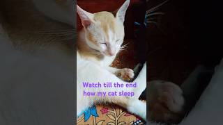 My sleepy cat 😻cat cutecat catlover catshorts sleepycat [upl. by Saalocin]