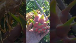 cortamos nuestra pitahaya 🙌🏽 jardines pitahayafruit [upl. by Maghutte]