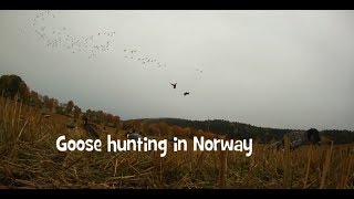 Goose hunting 2013 Norway Steinkjer 100 geese season [upl. by Sivlek]