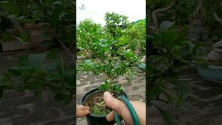 Carmona retusaFukien tea bonsai plant training [upl. by Randi]