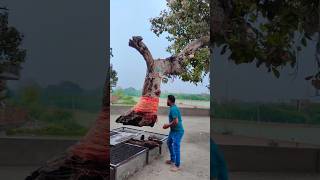 গাছটি 100 বছর ধরে বাতাসে ভাসছে 😱।। Tree in the sky [upl. by Autry]