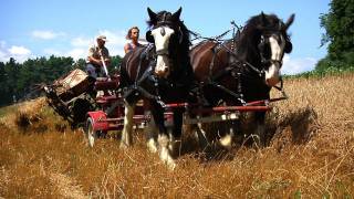 Green Mountain Draft Horse Field Day SIV233 [upl. by Shepard]