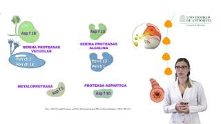 Fisiopatología de hongos  Dra Gloria M Gil [upl. by Amelus]