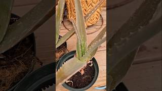 El Secreto Para Salvar Tu Aloe Vera de Manchas Marrones 🌿 jardín aloevera plantas [upl. by Gnilrad]