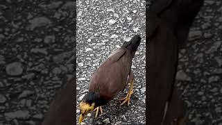 An extremely rare yellow face cute myna [upl. by Atnad538]