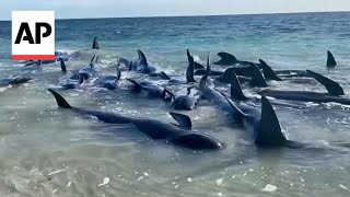 Dozens of whales stranded on beach in Western Australia [upl. by Bevvy811]