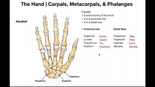 Bones and Joints of the Hand [upl. by Akim7]