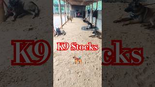 K9 Stocks🐕‍🦺🐕‍🦺🐕‍🦺belgium belgiummalinois k9trainer shortsfeed viralshort trending dogtrainer [upl. by Yemane]