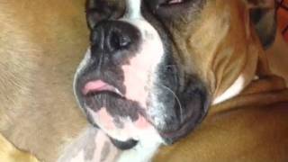 The Best Snoring Boxer On The Planet because shes mine D [upl. by Aicilf]