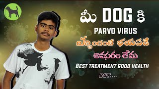 parvo virus వస్తే భయపడే అవసరం లేదు  parvo virus Best treatment in Telugu  Rottweiler training [upl. by Eirrej522]