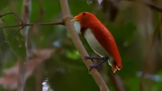 Dancing Birds of Paradise  Wild Indonesia  BBC Earth [upl. by Airamzul]