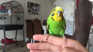 How can I tame my parakeet Budgie  English Subtitles  Hoe maak ik mijn parkiet tam [upl. by Ahkos853]