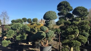 Ilex Crenata ‘Kimne’ Bonsai Cloud Tree Japanese Holly [upl. by Nylacaj382]