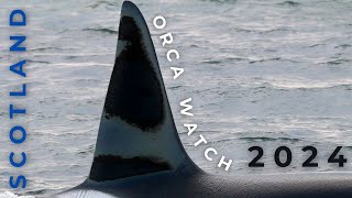 INCREDIBLE encounter with KILLER WHALES in Scotland  ORCA WATCH 2024  27s Pod  June 24  Part 2 [upl. by Nivri]