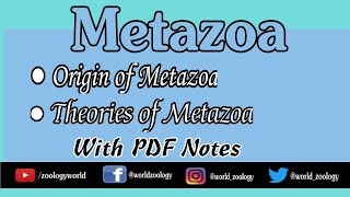 Metazoa Origin Of Metazoa Theories related to origin with Notes [upl. by Labina]