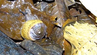 Snail Gets Eaten By Flatworm [upl. by Montfort]