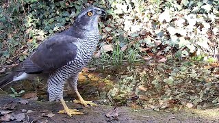 Femella dastor Accipiter gentilis la superdepredadora dels boscos Garrigàs 27012024 [upl. by Cirilo368]