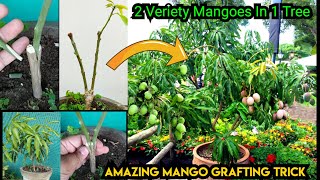 आम खाकर बीज से ऐसा पेड़ उगाया की अगले सीजन में ही आम देने लगा  Fastest way to grow mango plant [upl. by Nepsa]