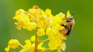 Las abejas que abrazan las flores del nance Byrsonima crassifolia [upl. by Noevad]