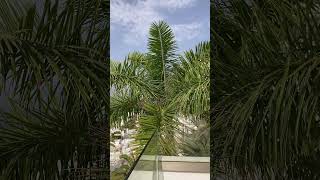 Balcony views from the Hotel Altamar Gran Canaria teachersummer summerholidays grancanaria sun [upl. by Nelie]