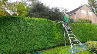 Light Trim on a Wide THUJA Conifer Hedge [upl. by Ametaf775]