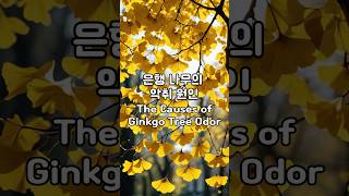 은행 나무의 악취 원인 Causes of Ginkgo Tree Odor 은행나무 [upl. by Nivrem580]