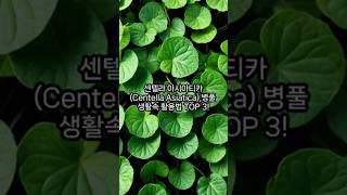 센텔라 아시아티카Centella Asiatica병풀 생활속 활용법 TOP 3 [upl. by Fabe]