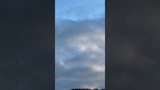 Kestrel hunting over a meadow in England kestrels kestrel raptors birds birdwatching [upl. by Linder]