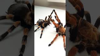 Brachypelma hamorii and Brachypelma boehmei Fighting stance of tarantula [upl. by Adnirak]