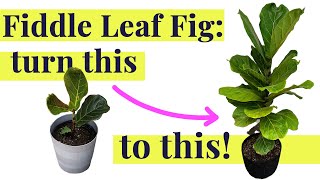 Fiddle Leaf Fig  Care amp Rescue Tips [upl. by Concha]