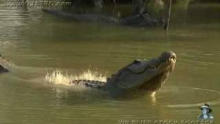 American Alligator Bellowing 09 [upl. by Nibram]