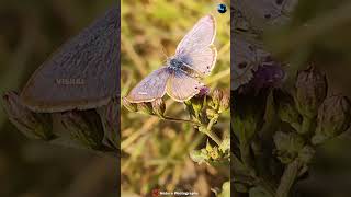 quotButterfly🦋naturephotographyrealxingmusicbutterfly naturerelaxingmusicyoutubevideo [upl. by Raine]