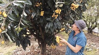 Grafted Loquat Nagasakiwase  How we got our best crop  Fruits in the Spring [upl. by Einnaj145]