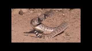 Western Diamondbacked Rattlesnake Sounds [upl. by Maryjane]