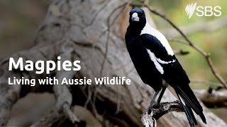 Magpies  Living with Aussie Wildlife  Learn English [upl. by Yenffit82]